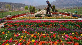 鬱金香花園3月19日開放
