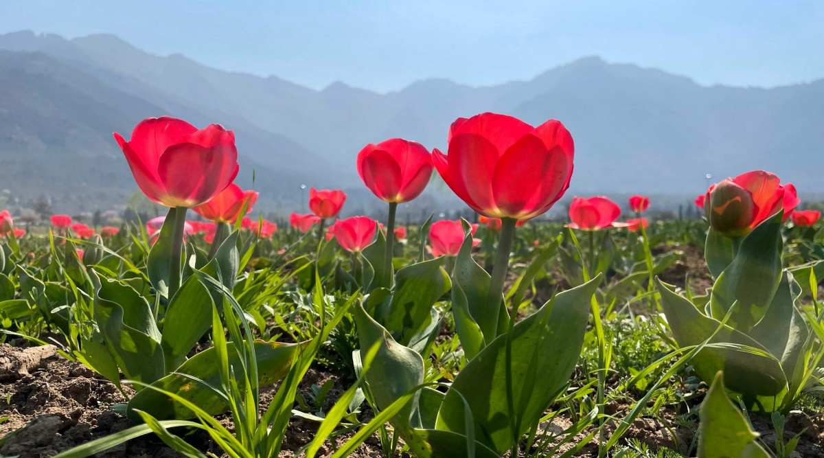 Asia's largest tulip garden in Kashmir ready to welcome visitors ...