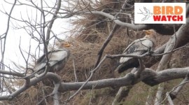 Egyptian vulture birdwatch