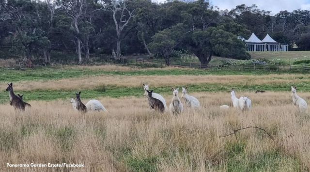 mob of albino kangaroos spotted