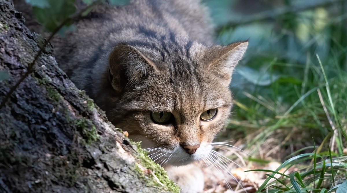 Tiger Cat: One Of The Smallest Cats In The World 