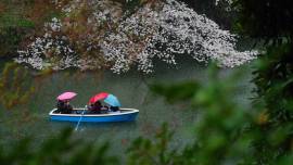 Boaters in the Chidorigafuchi Moat are surrounded by cherry trees in full bloom in Tokyo on March 25, 2023. (Andrew Faulk/The New York Times)