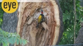 40 Blackrumped Flameback DSC_0257_!200_eye ranjit lal