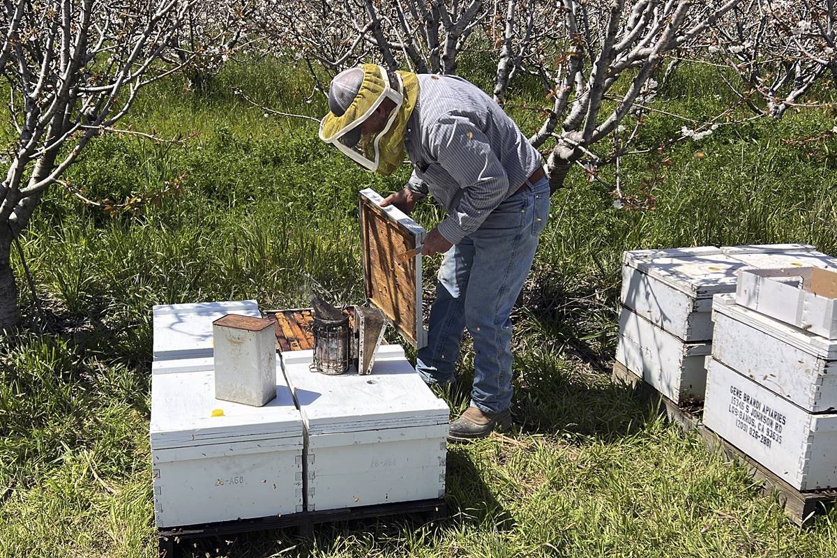 California storms hit beekeepers, but honey outlook’s sweet Life