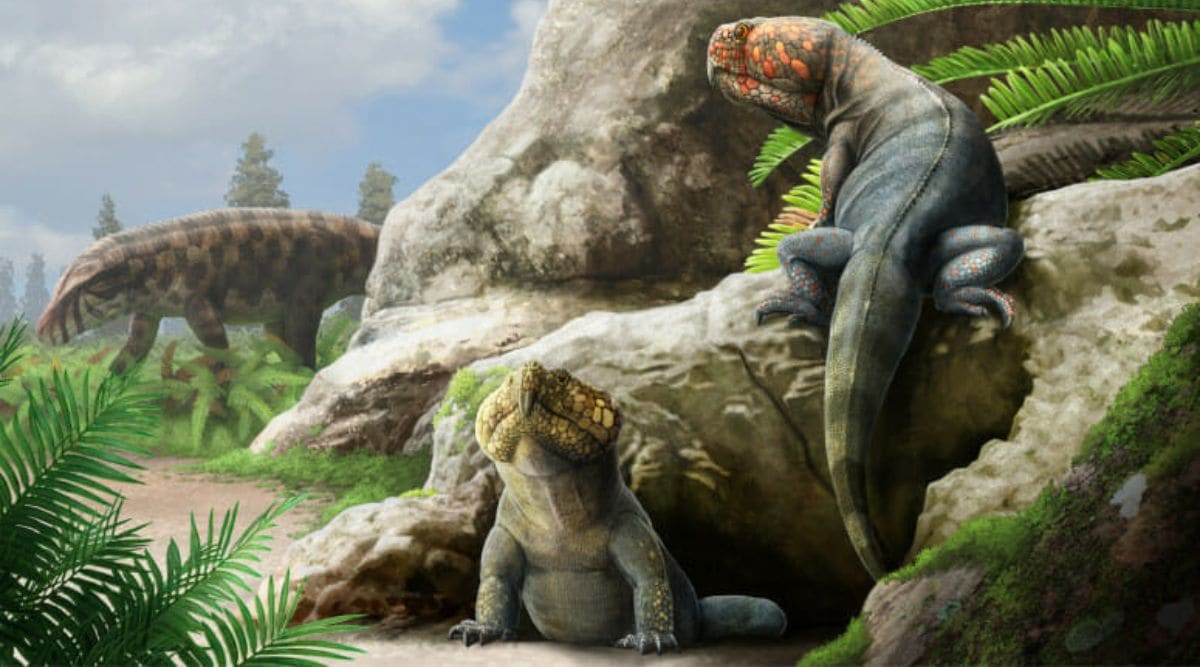 This odd reptile with a beak is an ancient relative of both crocodiles