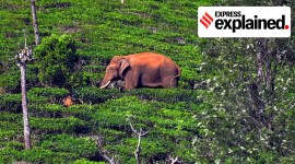 Arikomban the ‘rice tusker’ is seen at the Periyakanal plantations in Idukki district last month.