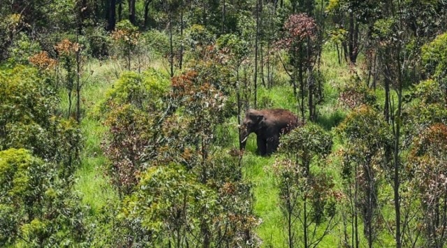 Arikomban, Arikomban Kerala forest
