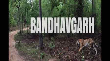 Bandhavgarh reserve