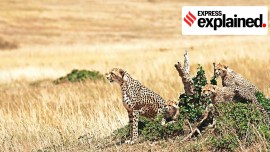 Kuno National Park cheetah dies