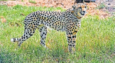 Project Cheetah, Kuno National Park, Kuno National Park cheetahs, Kuno, Namibia cheetah, Namibia, African cheetahs, Kuno Palpur sanctuary, Indian Express, India news, current affairs