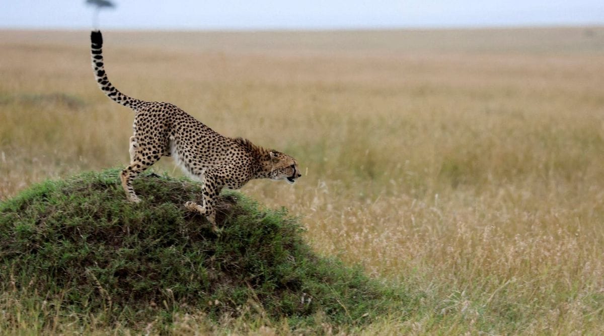 A cheetah in the savannah