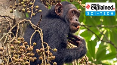Common_chimpanzee