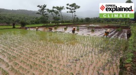 El Nino and farming1