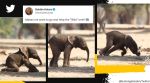 Elephant calf tumbles and falls while taking its first steps