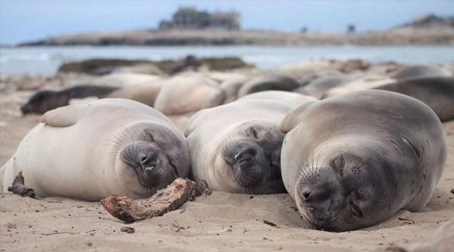 You think you need more sleep? Tell that to an elephant seal