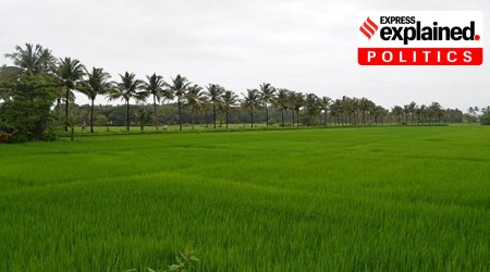 Paddy fields in Goa.