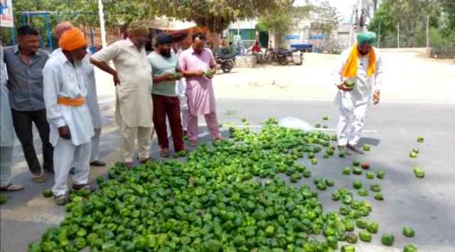 Traders still offering 1/kg, Mansa farmers continue to dump capsicum on ...