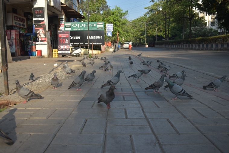 pigeon feeding pune news