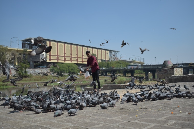 pigeon feeding PMC pune