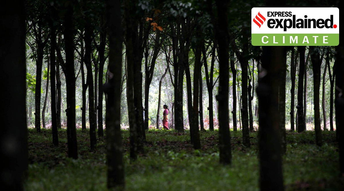 How the forest conservation Bill in Lok Sabha trades forests for ...