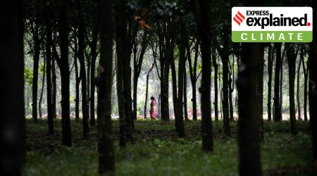 India forests, India forest land, India forest definition, India forests cover, India forests law, India forest Act, Indian Express explained
