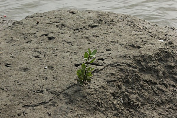 Kolkata Mangroves