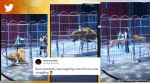 Lions escape from metal cage during circus show in China
