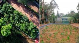 Miyawaki forest, BMC, Miyawaki forest at Deonar in Govandi, Mumbai news, indian express