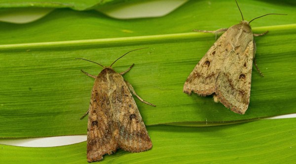 Moth pheromones