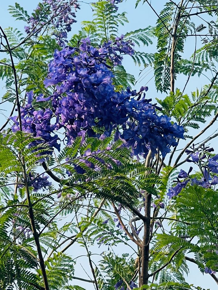 Summer blooms Of trees and flowers enriching our health and landscape