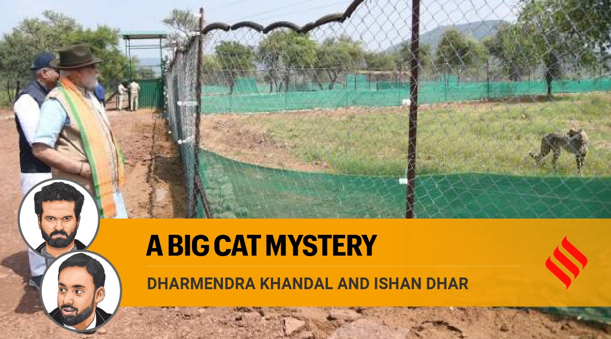 Cheetahs in India, missing data on cheetah extinction, PM Modi, PM Modi cheetah, India project cheetah, cheetahs on PM Modi birthday, PM Modi releases cheetah, african cheetahs, Cheetah newsIndian Express news