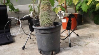 Plant sounds