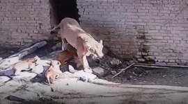 Lioness Sakshi delivers 3 cubs in Haryana’s Pipli zoo