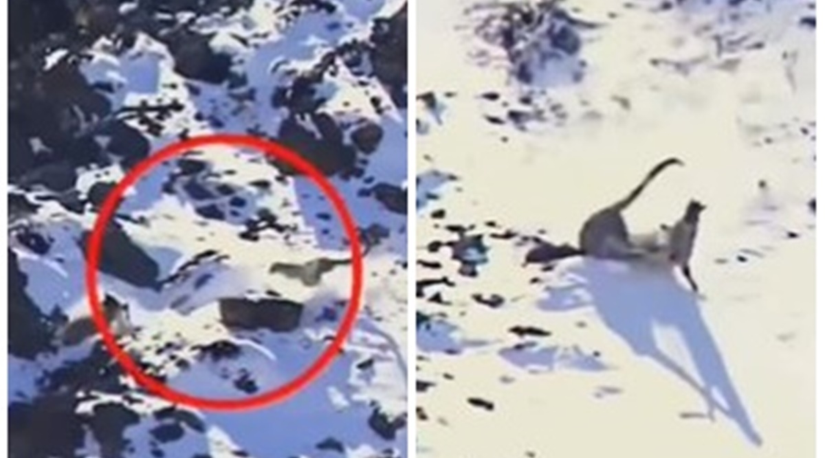 ‘James Bond stuff’ Snow leopard hunts its prey in snow clad mountain