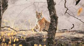 Haryana national park tiger sighted, Haryana national park, Kalesar National Park, haryana news, Indian Express, India news, current affairs