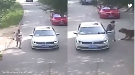 Woman gets out of car, tiger attacks her