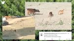 tiger chases calf
