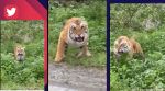 Tiger roars, charges towards tourists at Jim Corbett National Park