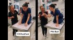 Tik Tok different dog breeds react to nail clipping