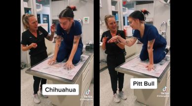 Tik Tok different dog breeds react to nail clipping