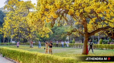 bengaluru, bloom, flowers, colourful flowers, tabebuia, golden trumpet, pink trumpet, garden city, gulmohar, india, indian express