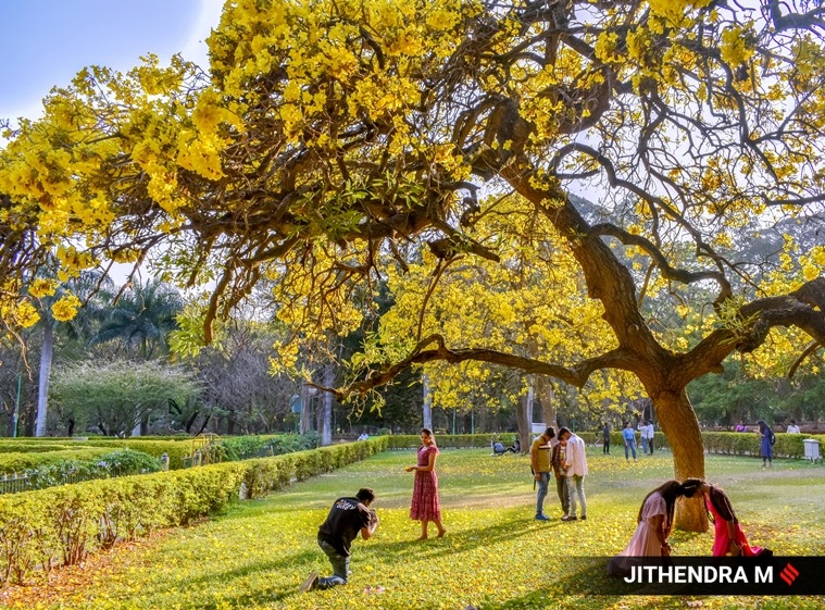 bengaluru, bloom, flowers, colourful flowers, tabebuia, golden trumpet, pink trumpet, garden city, gulmohar, india, indian express