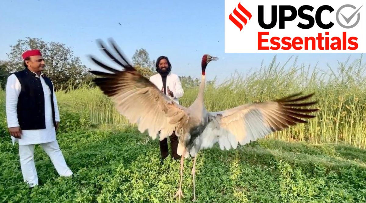 Upsc Essentials Weekly News Express With Mcqs Sarus Crane World Bank Report Dalai Lamas