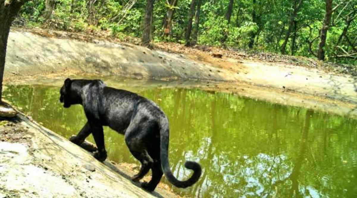 Black panther rescued from Goa village kept under observation at zoo