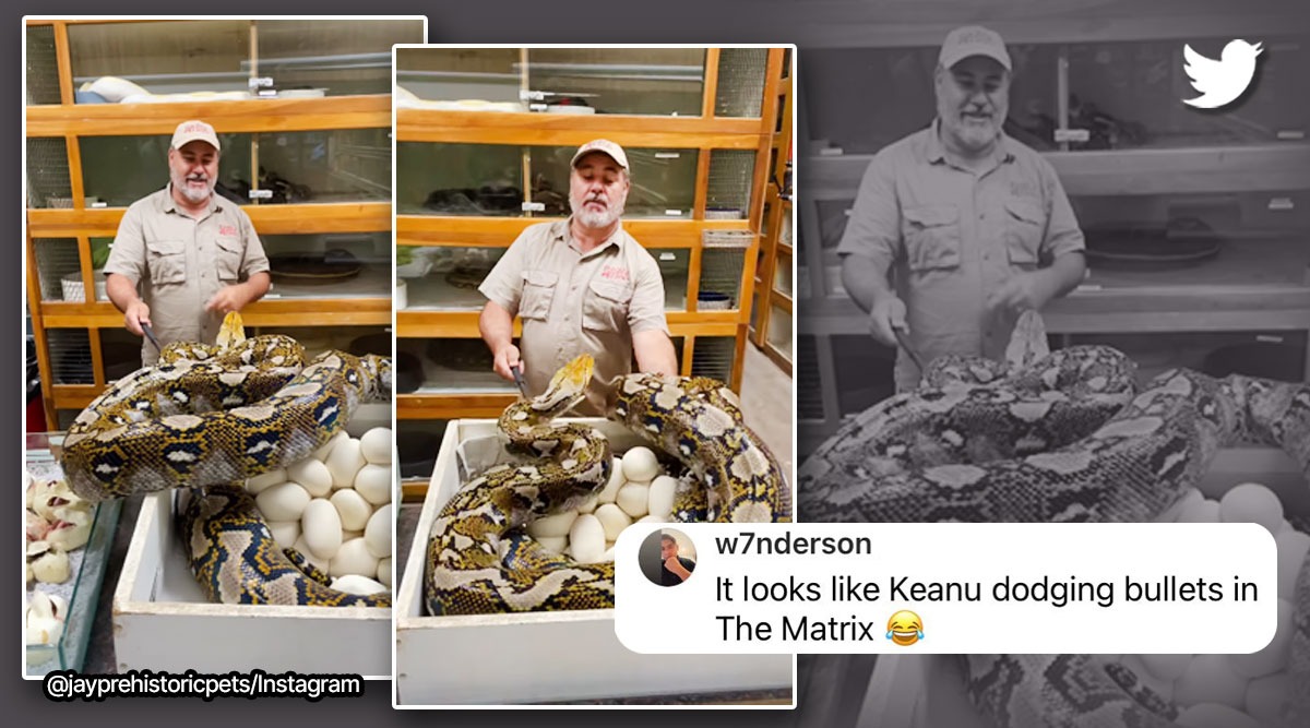 Zookeeper dodges reticulated python that lunges at him