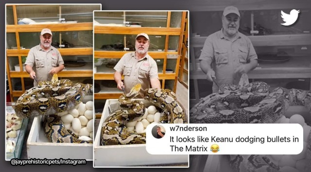 Zookeeper dodges reticulated python that lunges at him