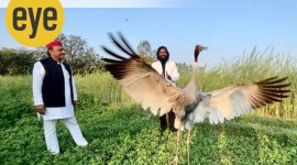 akhilesh yadav sarus crane_!200_twitetr akhilesh yadav