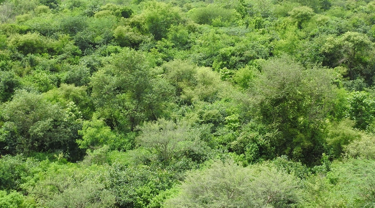 How much carbon is being stored in trees at Delhi’s Aravalli