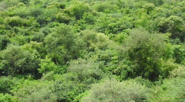 carbon stored in trees, Delhi’s Aravalli biodiversity park, new study on Delhi trees carbon, biodiversity park in Delhi, indian express, Indian express news