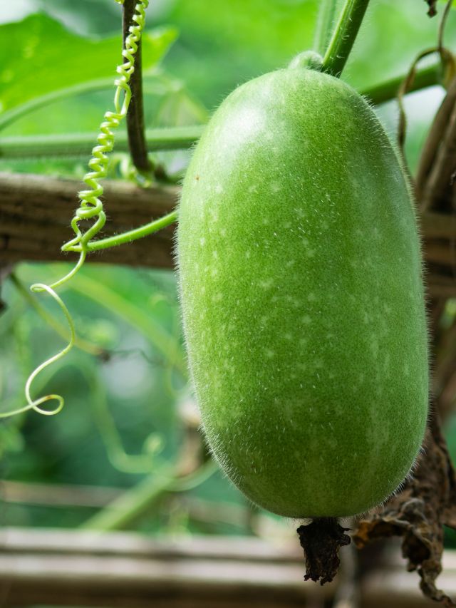 Benefits of ash gourd and curry leaves The Indian Express